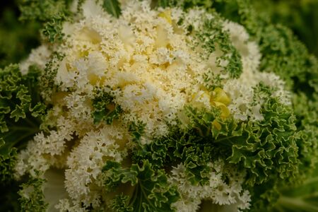 Detail of White and Green Autumn Sedum blooming