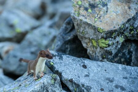 Ermine On Lichen Covered Rock in North Cascades mountainsの写真素材
