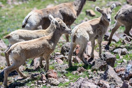 Group of bighorn lambs in rocky field in Yellowstoneの写真素材