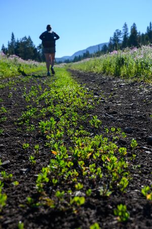 Green Plants Grow in Dirt Trail with Woman Hiking in Background through field