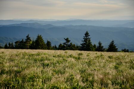 Grassy Field and Pines in Blue Ridge Mountains in summerの写真素材