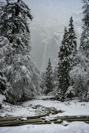 Lower Yosemite Falls in Distance Behind Snowy Forest in California