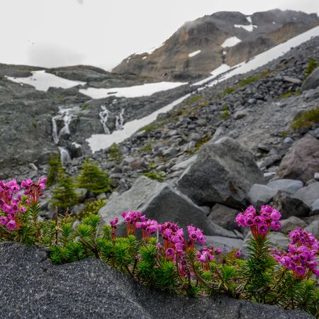 Mountain Heather Lines Alpine Trail in Washington wildernessの写真素材