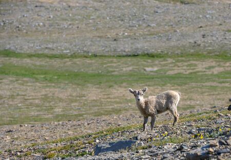 Bighorn Lamb Looks toward Camera on sunny dayの写真素材