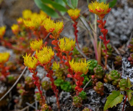 Alpine Yellow Monkeyflower Blooms grow out of rockの写真素材