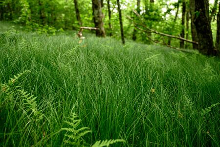 Grasses and Ferns in Smokies Mountain Grove in summerの写真素材