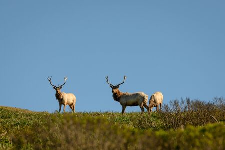 Three Male Tule Elk Graze On Top of Hillの写真素材