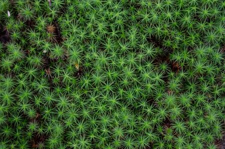 A background image of bright green fireworks mossの写真素材
