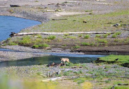 Gray Wolf Approaches Bison Kill in Lamar valley