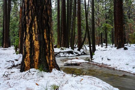 Large Redwoods Stand at the Edge of Forest Creek in winterの写真素材