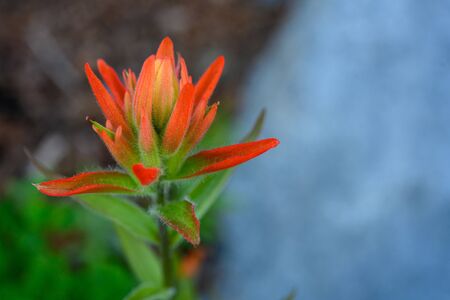 Orange Petals on Indian Paintbrush with copy space to rightの写真素材