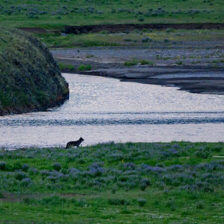 Profile View of Wolf Along Lamar Valley river