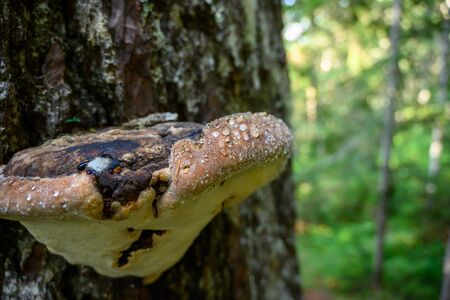 Brown Mushroom with water drops grows on tree in Smokies forestの写真素材