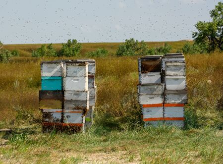 Bees Swarm Outside of Bee Boxes in countryside