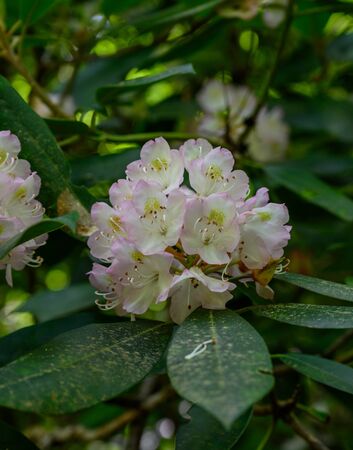 Pink Tipped White Rhododendron Buds bloomingの写真素材