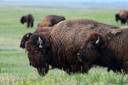 Profile of Bison Moving Across Field with herd