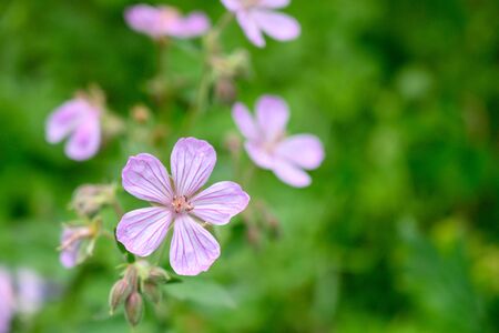 Stripe Detail on Light Purple Flowers in summerの写真素材