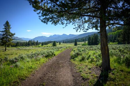Trail Winds Toward Mountains in Yellowstone Wilderness in summer