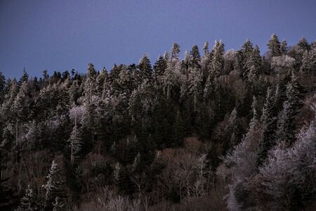 Snow Clings to Pines in the Smokies at duskの写真素材