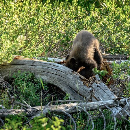 Bear Cub Digs for Food In Dried Fallen Tree
