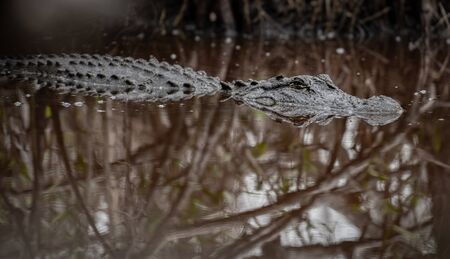 Crocodile with Sleepy Eyes in brown Everglades waterの写真素材