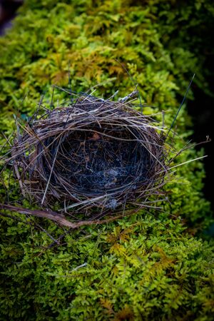 Empty Bird Nest on Moss in Smoky mountainsの写真素材