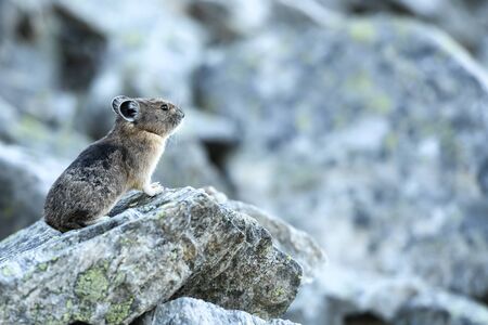 Profile View of Pika sitting on rock in boulder fieldの写真素材