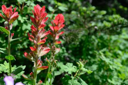 Scarlet Paintbrush in Summer with Copy Space to Rightの写真素材
