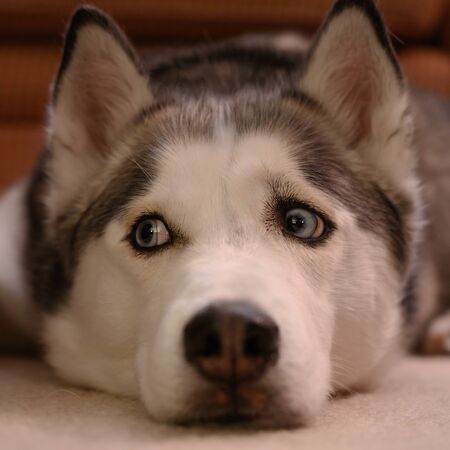 Distracted Eyes of Husky looking to side