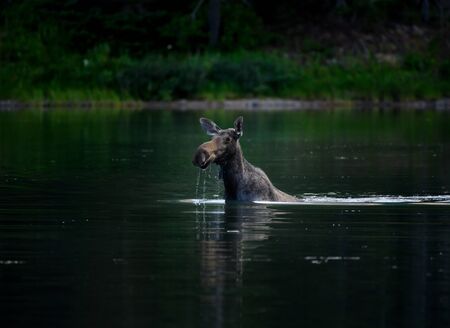Female Moose Neck Deep in Mountain Lakeの写真素材