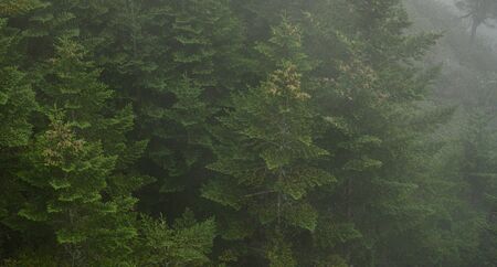 Tops of Pine Trees In Fog