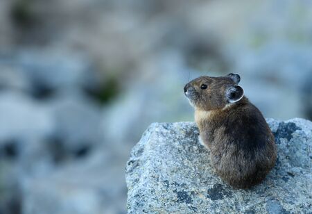 Chubby Pika Sits on Rock and Looks Left toward copy spaceの写真素材