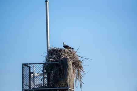 Osprey Sits on Nest against blue sky