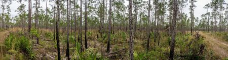 Pine Forest and Young Palms in Everglades National Park Panoramaの写真素材