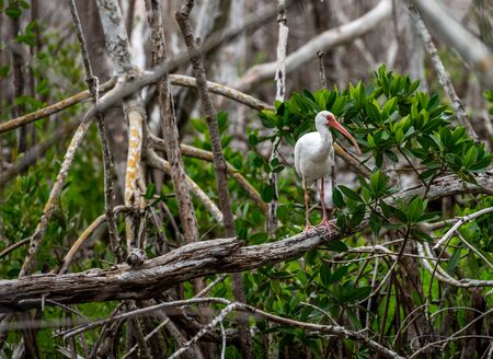 White Ibis Perched on Fallen Tree in Everglades wildernessの写真素材
