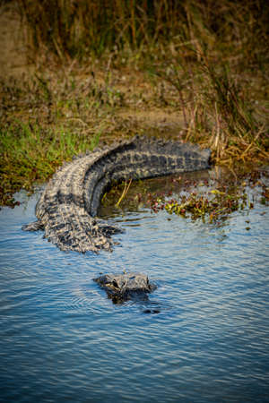 Large Alligator Enters Pool in Florida evergladesの写真素材