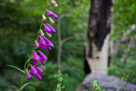 Purple Blooms Grow With Burned Tree In Background