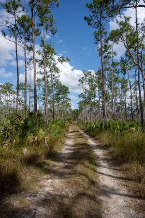 Dirt Road Cuts Through Tall Pines and Young Palms in Everglades forest