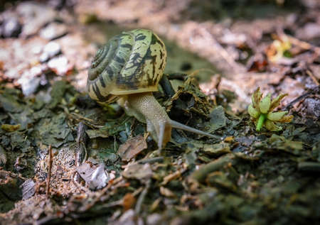 Lined Texture of Snail Shell crawling along dirt trailの写真素材