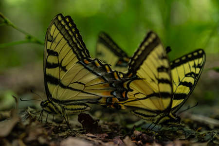 Multiple Butterflies Drink From Puddle in groupの写真素材