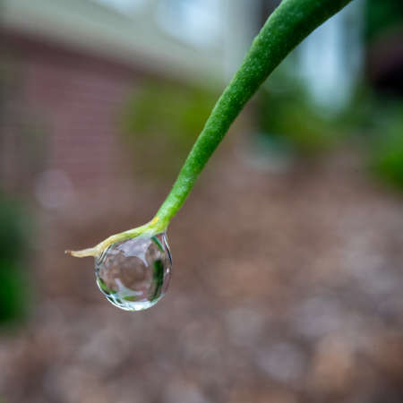Close Up of Water Drop Hangin on Leaf Tipの写真素材
