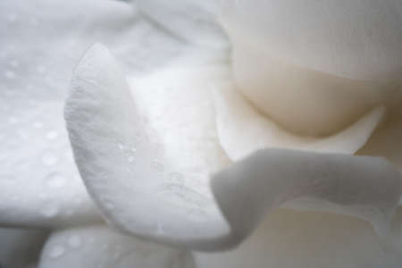 Rain Drops on Gardenia Bloomの写真素材