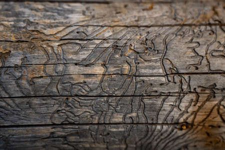 Insect Damage On Bare Tree with abstract swirling pattern