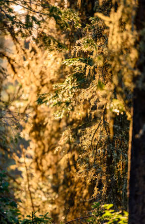 Sunlight Back Lights Dewy Moss