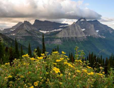 Yellow Wildflowers in front of Montana mountains in summerの写真素材