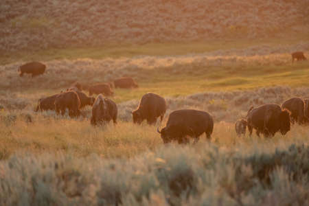Sunset Glows Over Herd of Bison in Lamar Valley in Yellowstoneの写真素材