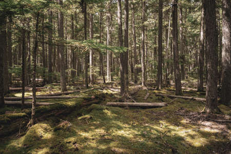 Muted Colors of Mossy Forest near Avalanche campground in Glacier National Park