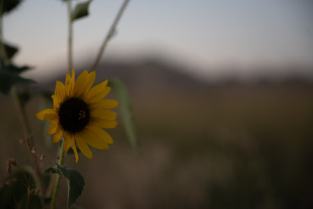 Sunflower with blurry copy space to right in Badlands National Parkの写真素材