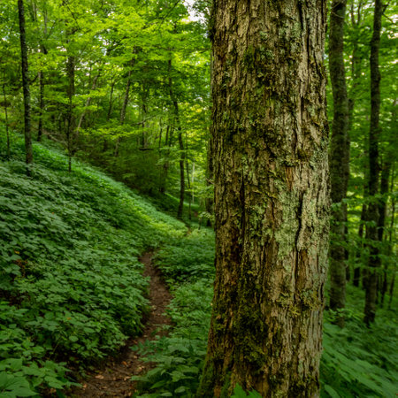 Large Tree Along Trail in Smokies in Summerの写真素材