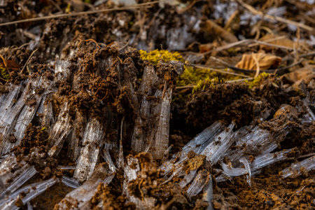 Needle Ice Pushes Through Dirt and Moss on Sugarland Mountain Trail in Great Smoky Mountains National Parkの写真素材